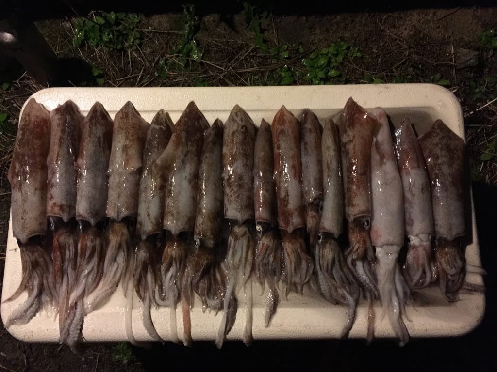 Squid - What a feed - fresh from Tin Can Bay Inlet!