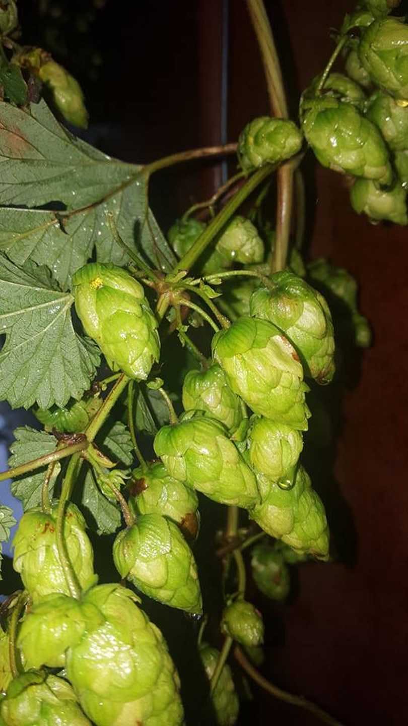 Branxholm is know for hop production
