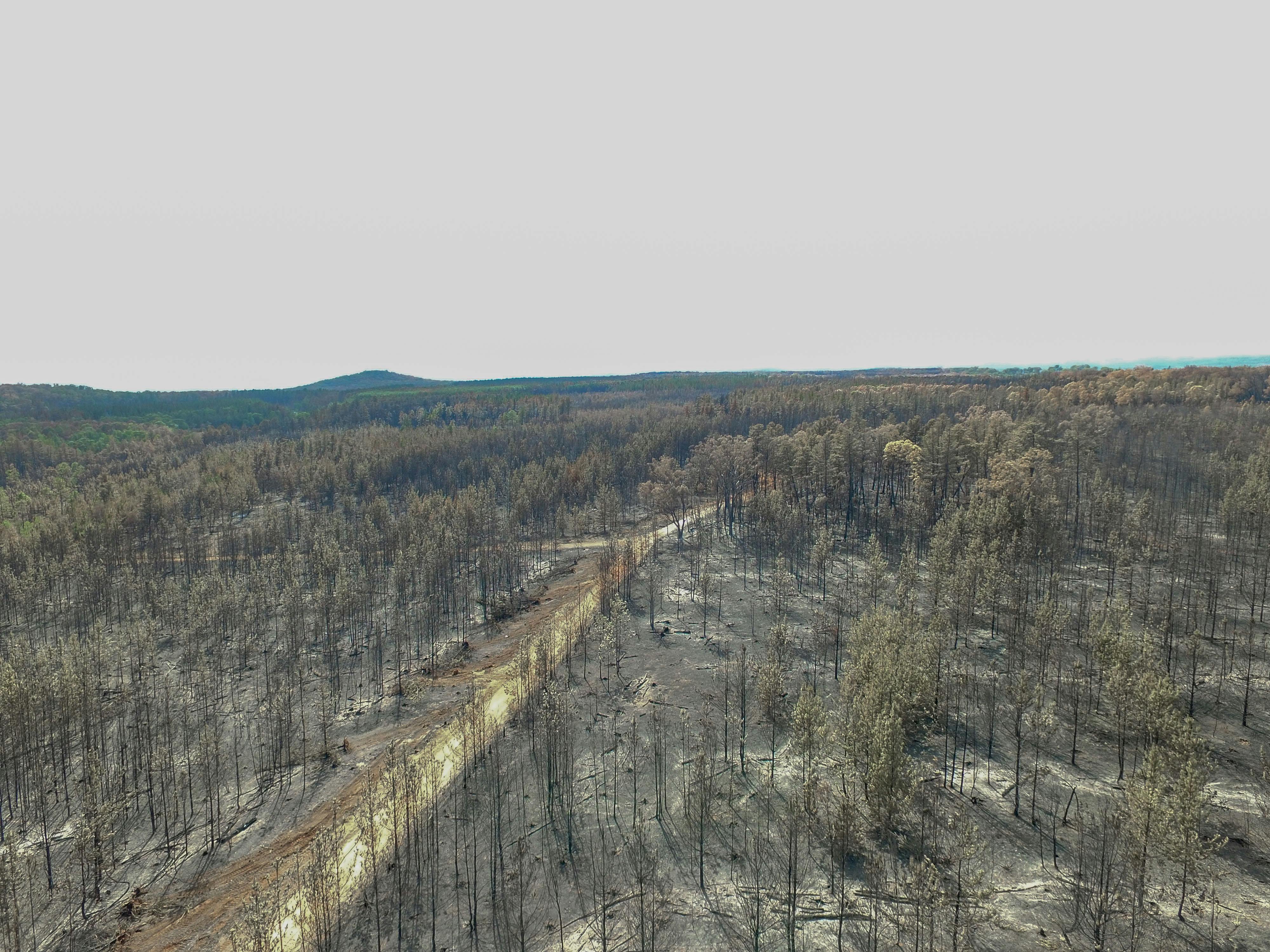 Many areas of NSW have been affected by fires like from Topper State Forest earlier this year Image NSW State Forests