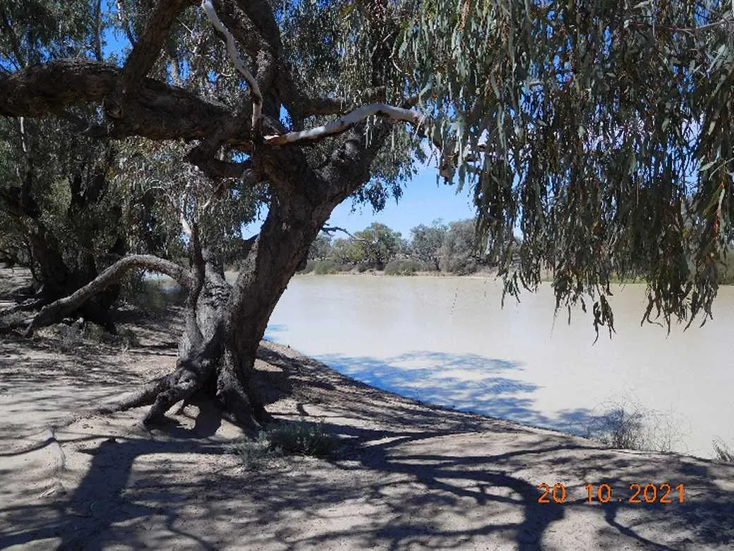 Definition: What is a Dig Tree? - Camps Australia Wide