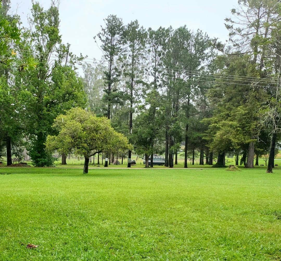Urbenville Forest Park, New South Wales image Jenny Woodley