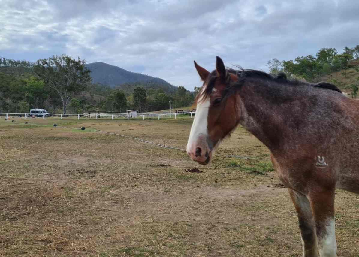 Shiralee Clydesdales - Image Lyn Hutton