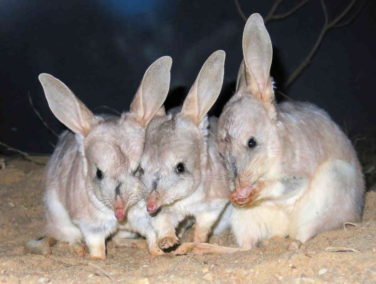 Image from Save the Bilby Fund