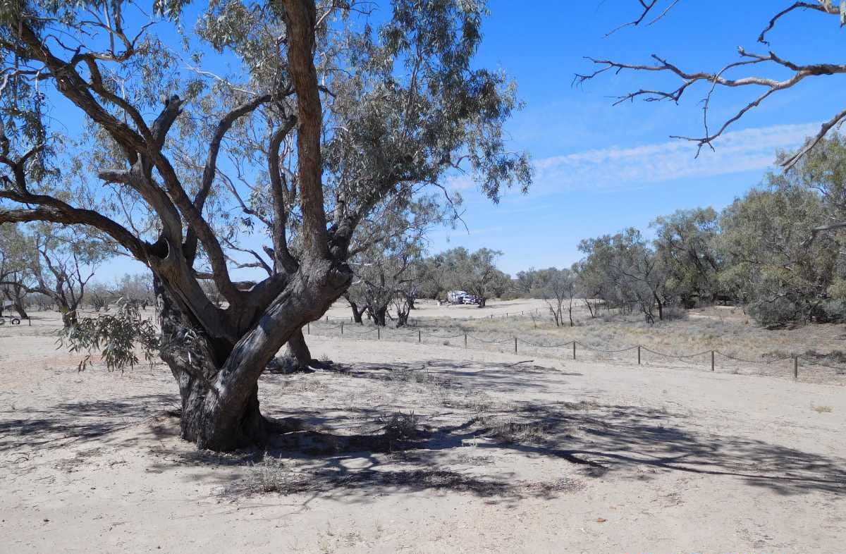 The Dig Tree - image Keith Skinner