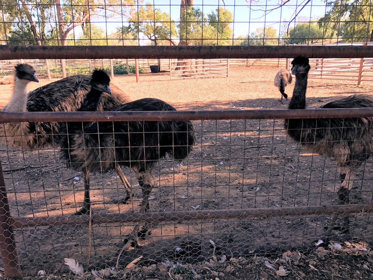 Tooraweenah Emu Farm, New South Wales